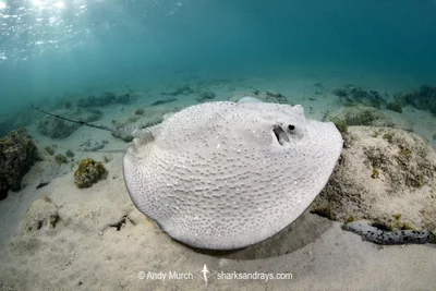 Porcupine Ray