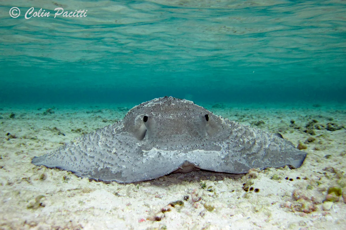 Porcupine Ray (urogymnus asperrimus)