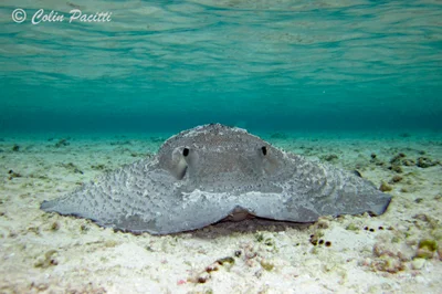 Porcupine Ray (urogymnus asperrimus)
