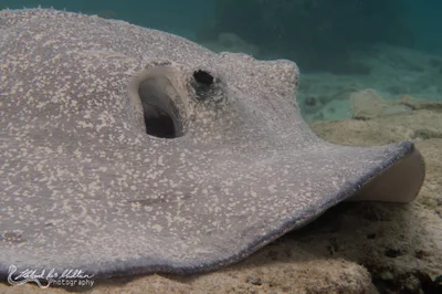 Urogymnus asperrimus (Procupine Ray)