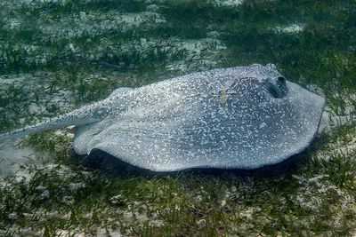 Thorny Stingray (Urogymnus asperrimus) from Kuredu House Reef.