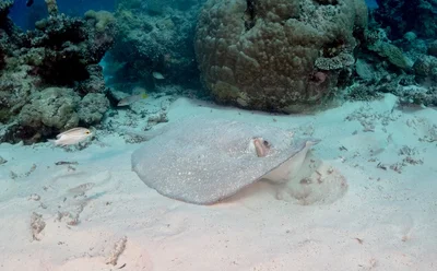 Porcupine Ray - Urogymnus asperrimus