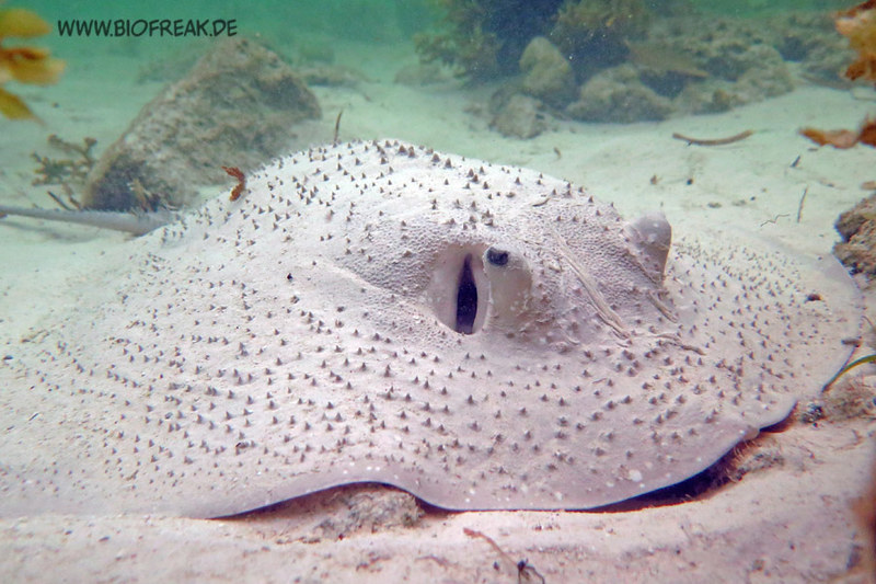 Urogymnus asperrimus - Igelrochen (Portrait), NGID1907607225