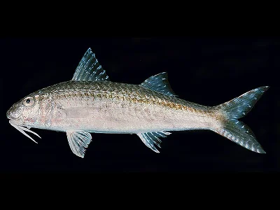 Por’s Goatfish