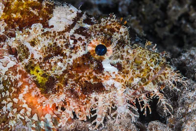 Poss's Scorpionfish, portrait - Scorpaenopsis possi