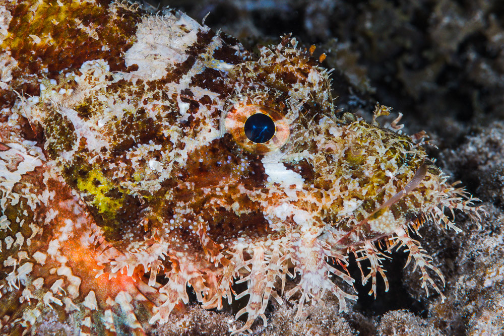 Poss's Scorpionfish, portrait - Scorpaenopsis possi