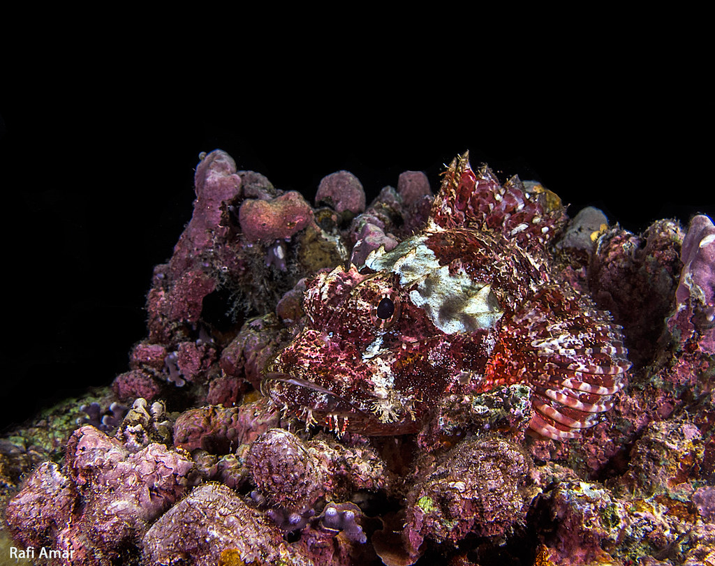 Poss's scorpionfish - Scorpaenopsis possi