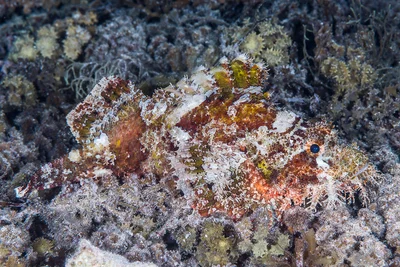Poss's Scorpionfish - Scorpaenopsis possi