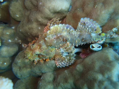 Scorpaenopsis possi