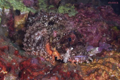 Anilao 2013. Scorpaenopsis possi
