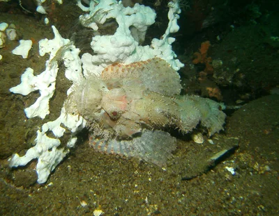 Scorpaenopsis possi
