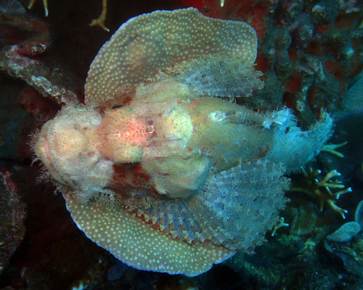 Scorpaenopsis possi-4