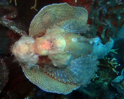 Scorpaenopsis possi-4