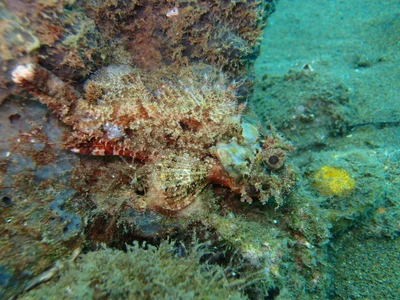 Scorpaenopsis possi juvenile