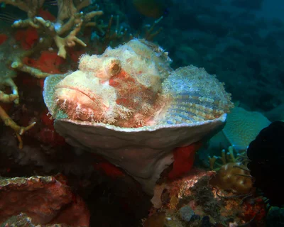 Scorpaenopsis possi-2