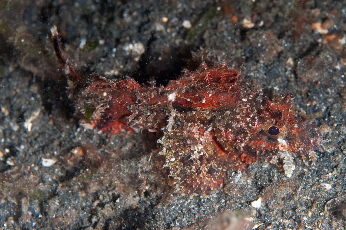 Scorpaenopsis possi - TK1, Lembeh Strait, Indonesia