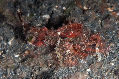 Scorpaenopsis possi - TK1, Lembeh Strait, Indonesia