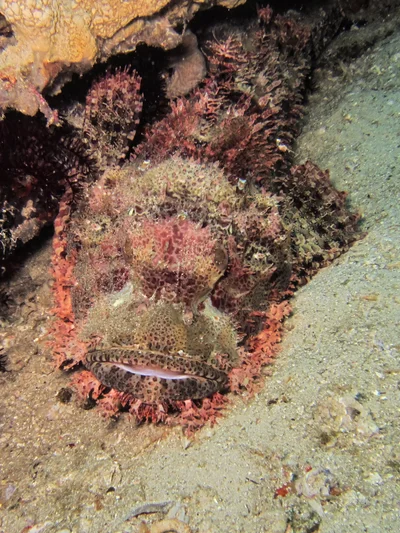 Scorpaenopsis possi - Alyui Bay,  Waigeo, Indonesia