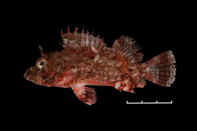 Scorpaenopsis possi - Taiwan