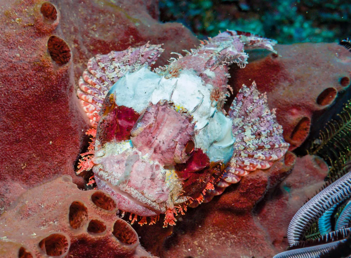 Scorpaenopsis possi - Gili Biaha, Bali, Indonesia