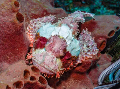 Scorpaenopsis possi - Gili Biaha, Bali, Indonesia