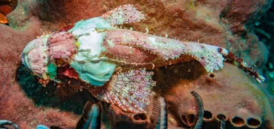 Scorpaenopsis possi - Gili Biaha, Bali, Indonesia