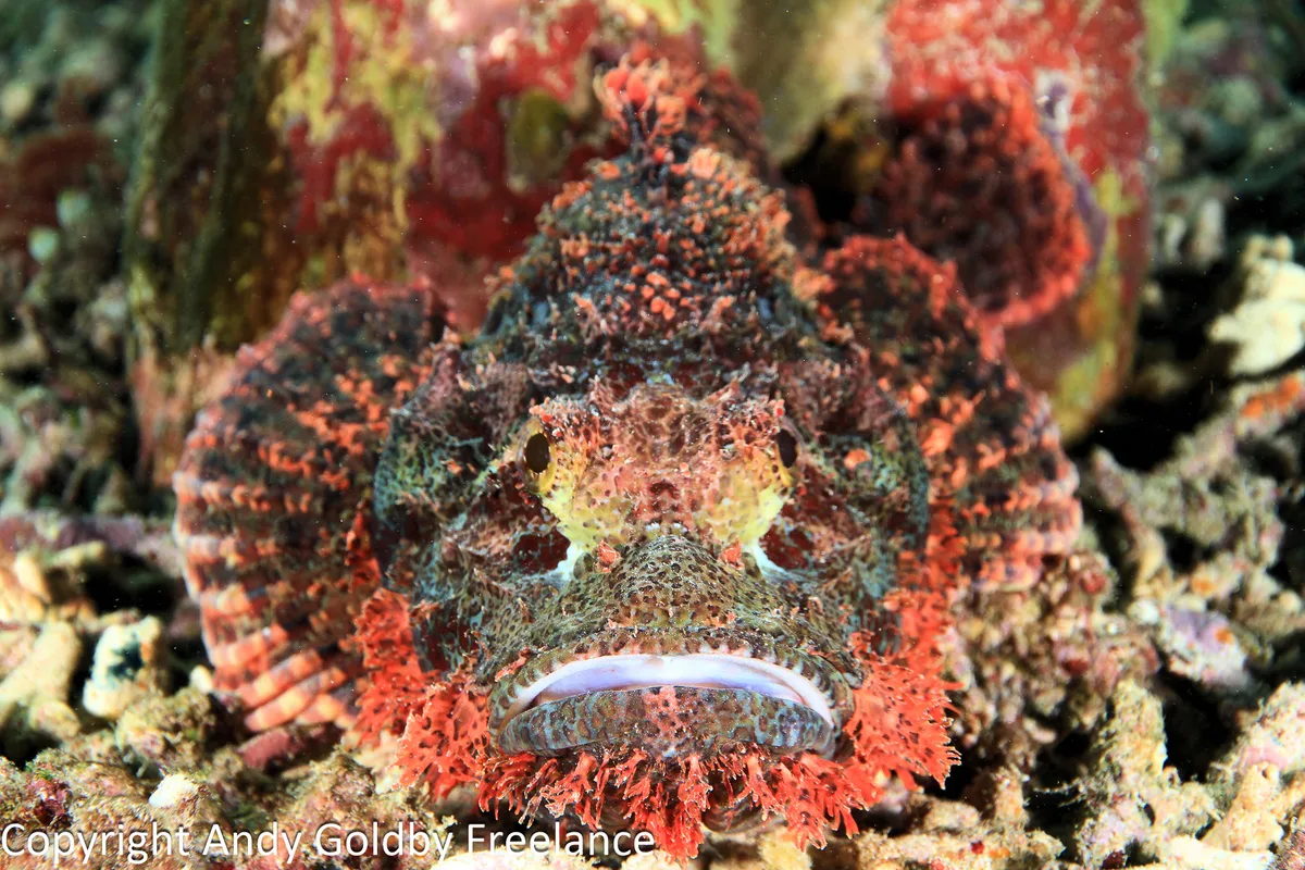 Scorpaenopsis possi - Raja Ampat, Papua Barat, Indonesia