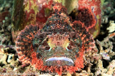 Scorpaenopsis possi - Raja Ampat, Papua Barat, Indonesia
