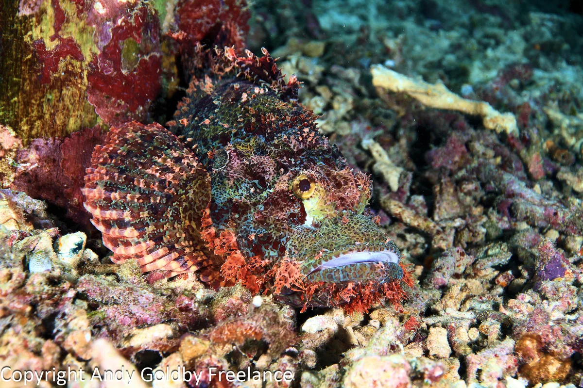 Scorpaenopsis possi - Raja Ampat, Papua Barat, Indonesia