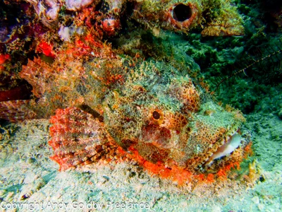 Scorpaenopsis possi - Semporna, Sabah, Malaysia