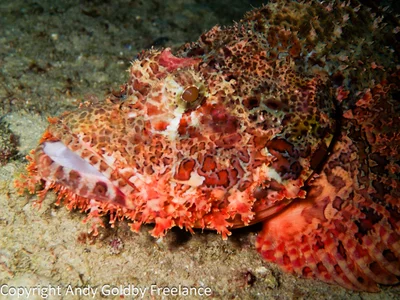 Scorpaenopsis possi - Belombre, Seychelles