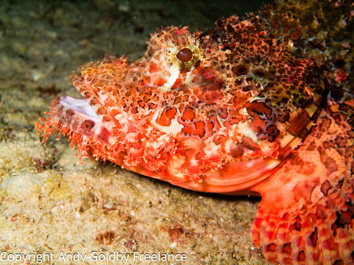Scorpaenopsis possi - Belombre, Seychelles