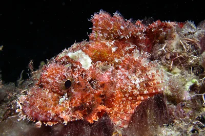 Poss’ Scorpionfish