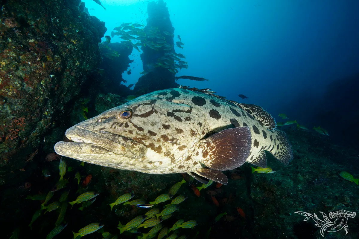 Potato Grouper