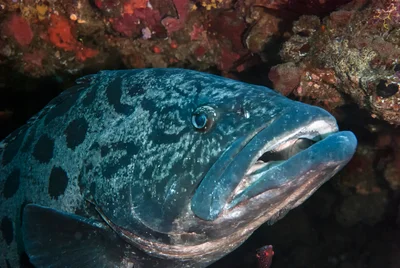 Cavedweller (Epinephelus tukula)