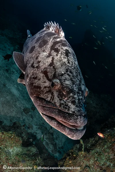 Mero Patata (Epinephelus tukula)