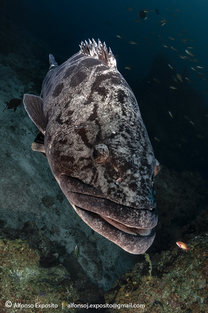 Mero Patata (Epinephelus tukula)