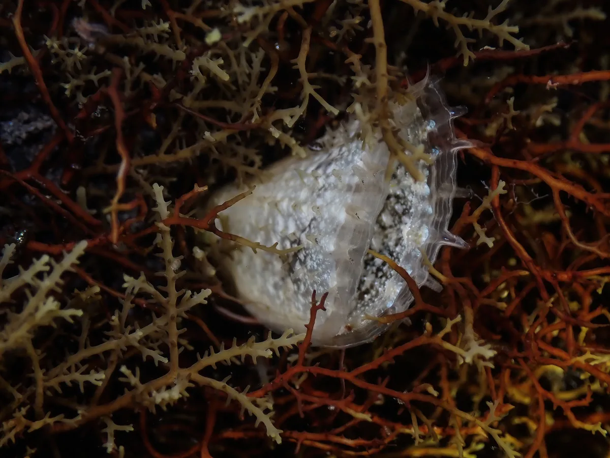 Pinna muricata