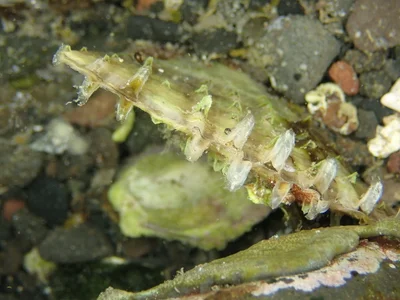 Pinna muricata