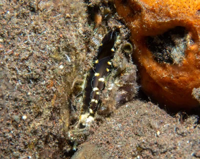 Pinna muricata - Batuniti, near Tulamben, Kubu, Karangasem Regency, Bali, Indonesia