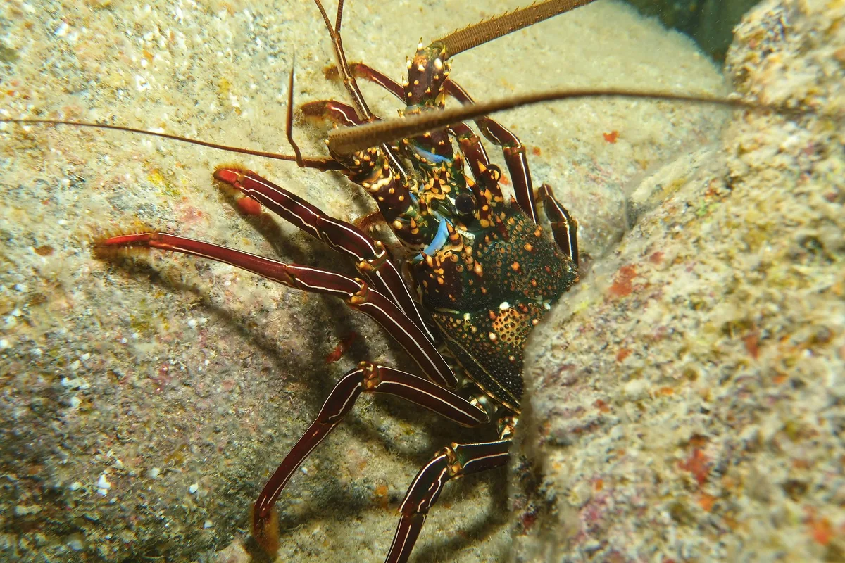 big bad bug - Explored April 18, 2018