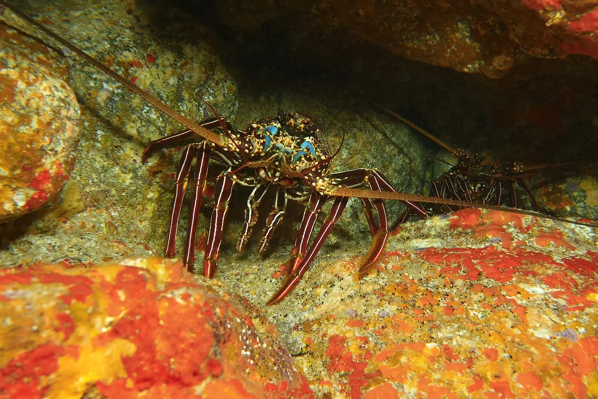 lobster hideout