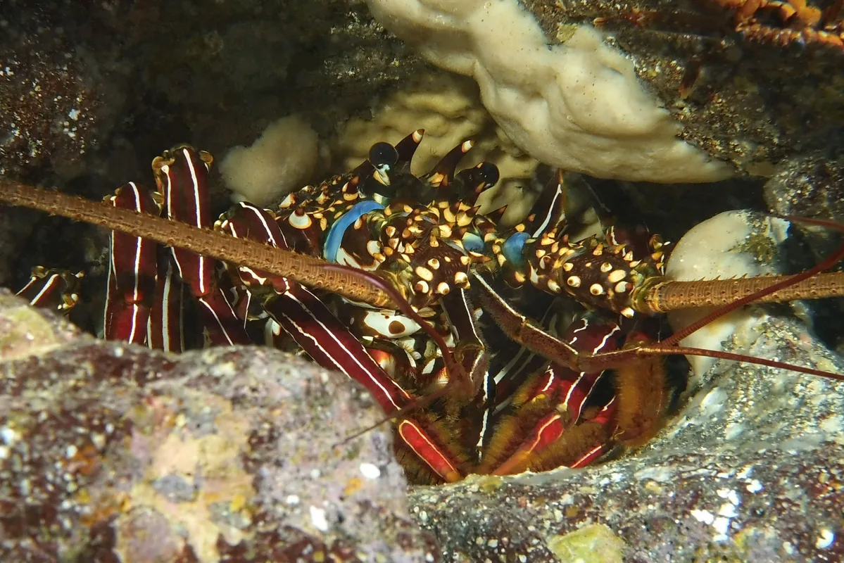 close-up lobster