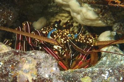 close-up lobster