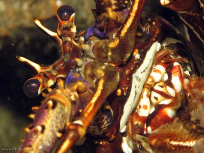 Double Spined Lobster