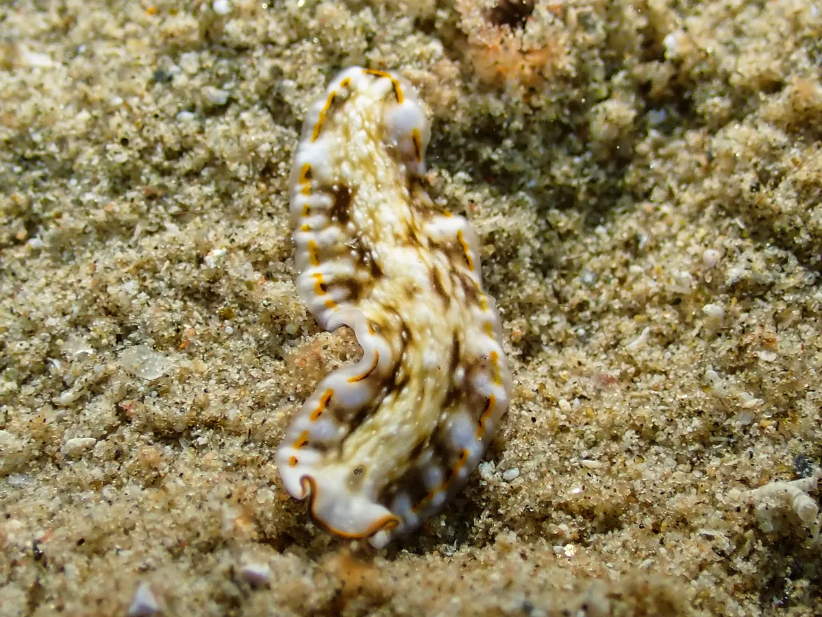 Pseudoceros sp