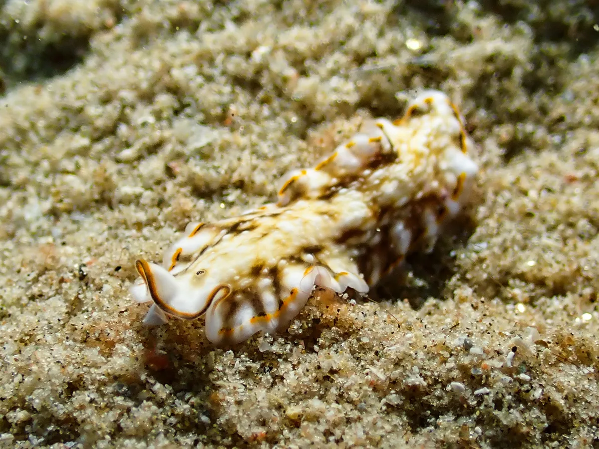 Pseudoceros sp