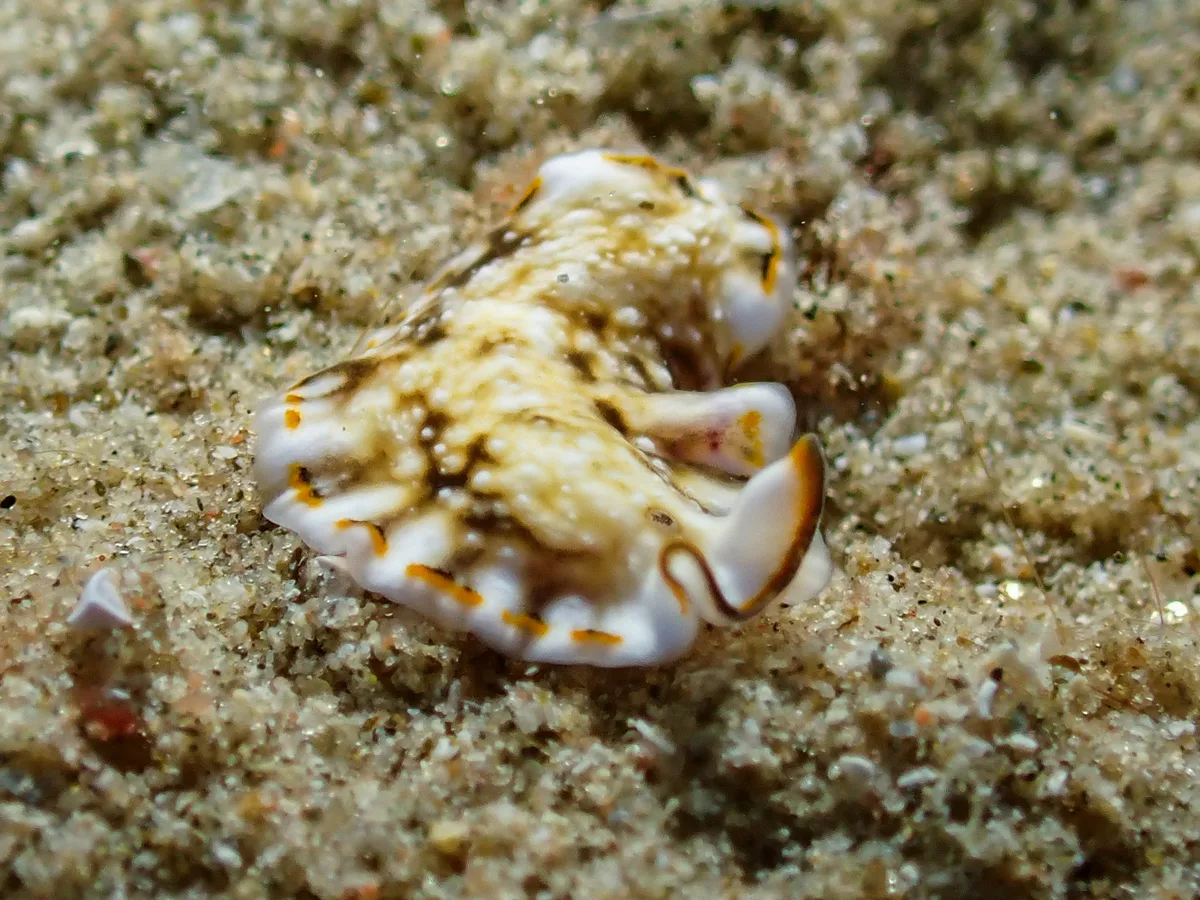 Pseudoceros sp
