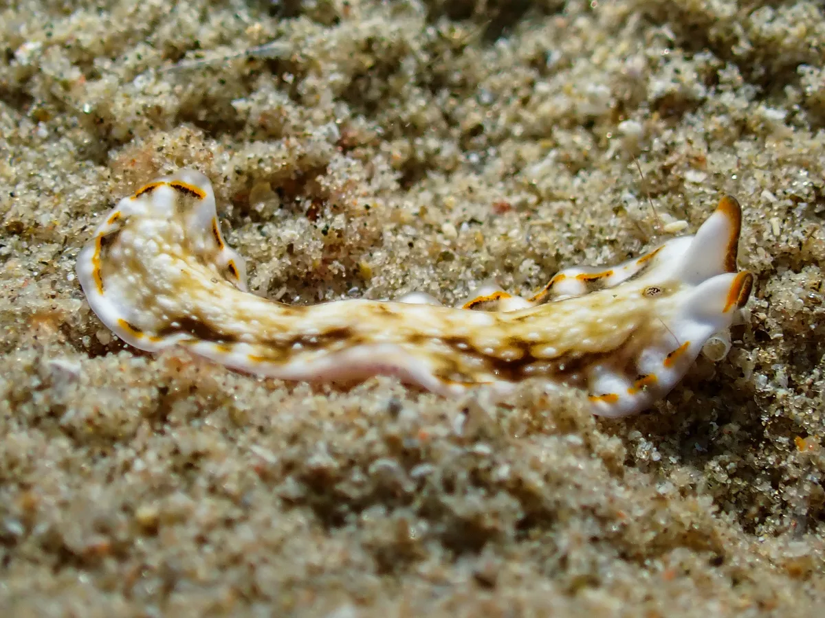 Pseudoceros sp