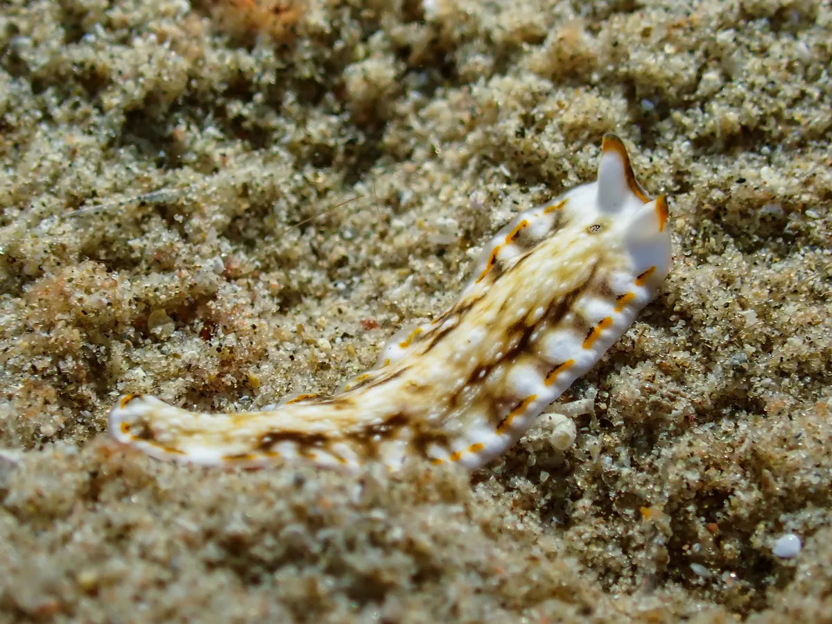 Pseudoceros sp